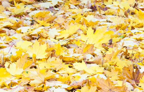 Hojas de arce amarillo de otoño —  Fotos de Stock