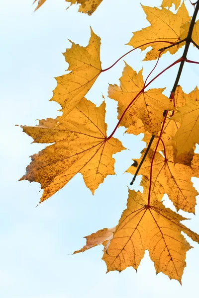 Yellow Autumn Maple Twig Overcast Sky Background — Stock Photo, Image
