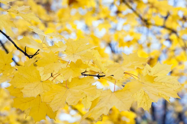 Maple foliage — Stock Photo, Image