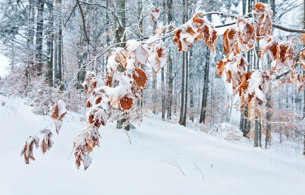 Floresta montanhosa de inverno — Fotografia de Stock