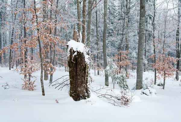Tråkig vinter bergskog — Stockfoto