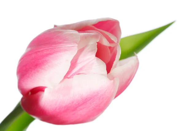 Spring Holiday Pink White Tulip Flower Isolated White Background — Stock Photo, Image