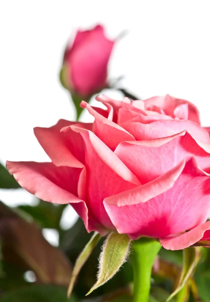 Bloeiende roze plant — Stockfoto