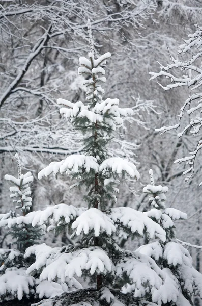 Langweiliger Winter im Bergwald — Stockfoto