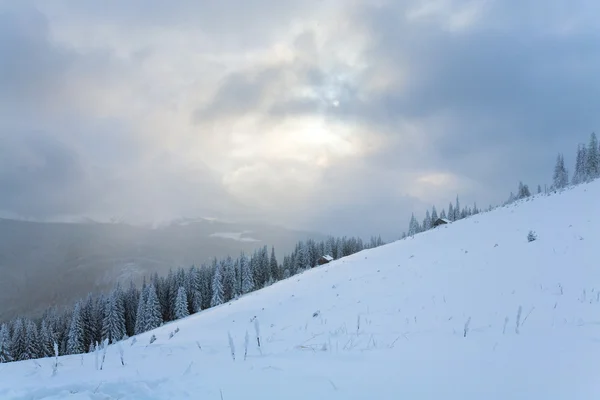 Inverno Noite Calma Paisagem Montanhosa Com Abetos Encosta Kukol Mount — Fotografia de Stock