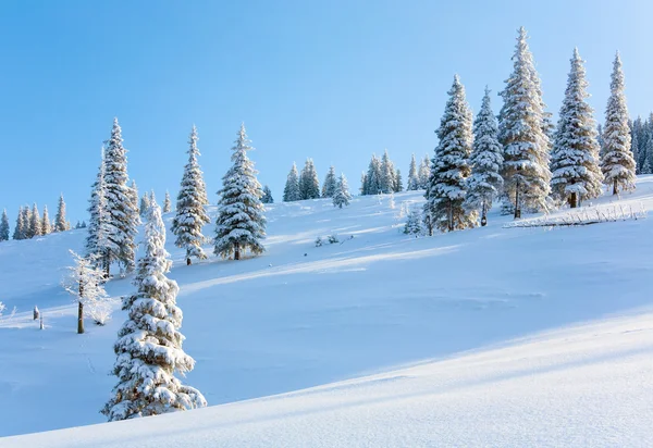 早晨冬天冷静山风景美丽的冷杉树林边坡 Kukol 喀尔巴阡山脉 乌克兰 — 图库照片