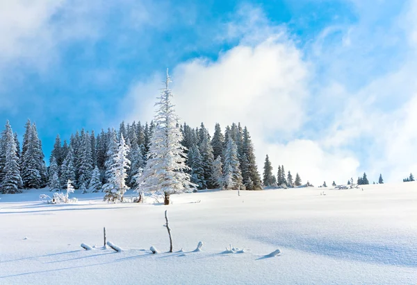 朝冬穏やかな斜面 Kukol マウント カルパティア山脈 ウクライナ美しいモミの木と山の風景 — ストック写真