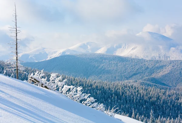 Утренний Зимний Спокойный Горный Пейзаж Красивыми Елками Склоне Кукольская Гора — стоковое фото
