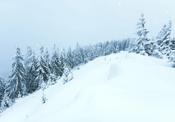 Inverno Paisagem Serena Montanha Com Nevasca Ang Belos Abetos Encosta — Fotografia de Stock