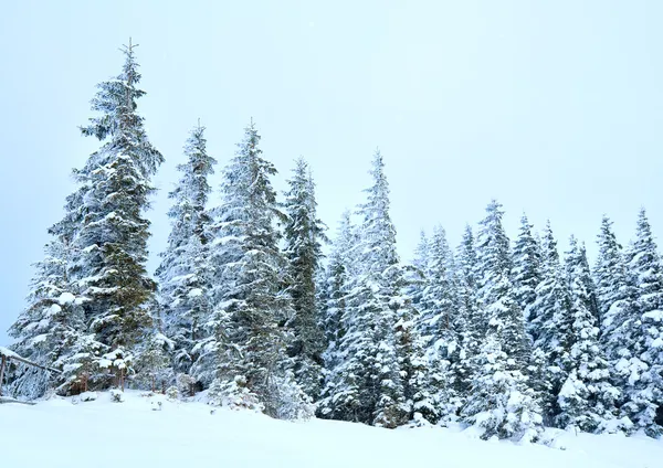 Téli Hóesés Ang Nyugodt Hegyi Táj Gyönyörű Fenyők Lejtőn Kukol — Stock Fotó