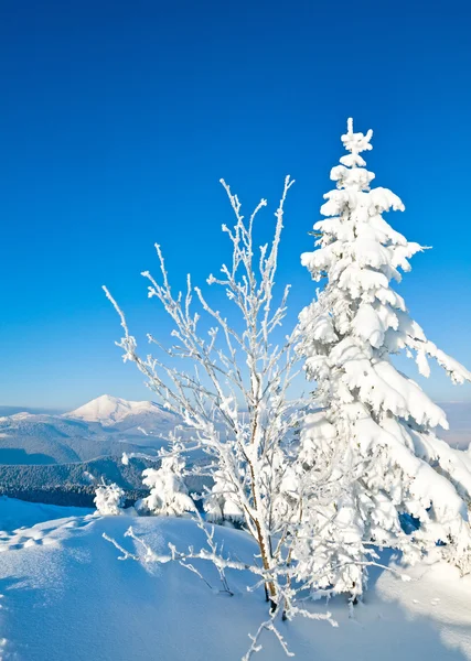 Snöigt landskap — Stockfoto