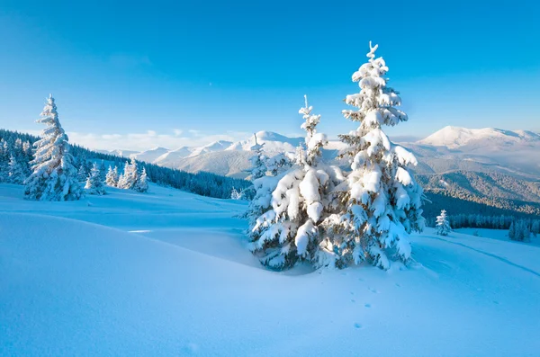 Winter Rime Sneeuw Bedekt Sparren Berghelling Karpaten Oekraïne — Stockfoto