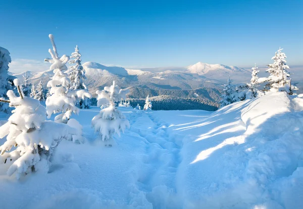 Winter Rime Sneeuw Bedekt Sparren Berghelling Karpaten Oekraïne — Stockfoto
