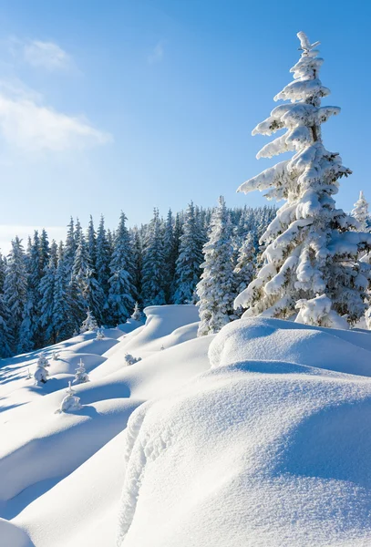 Mañana Invierno Tranquilo Paisaje Montaña Con Hermosos Abetos Pendiente Montañas —  Fotos de Stock