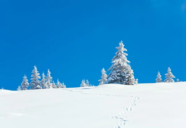 Inverno Coperto Neve Abeti Sul Fianco Della Montagna Sfondo Cielo — Foto Stock