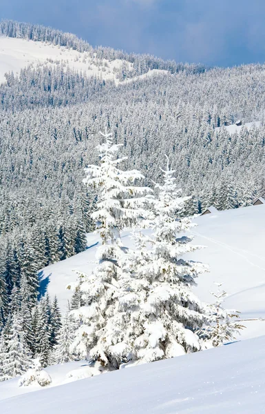 Winter Ruhige Berglandschaft Mit Schönen Tannen Hang Kukol Gebirge Karpaten — Stockfoto