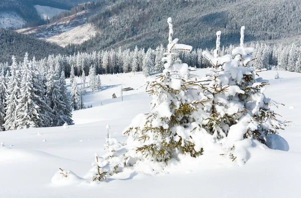 Kış Sakin Dağ Manzarası Döken Güzel Çam Ağaçları Yamaç Kukol — Stok fotoğraf