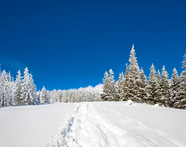 Inverno Neve Coperto Abeti Sul Fianco Della Montagna Sfondo Cielo — Foto Stock
