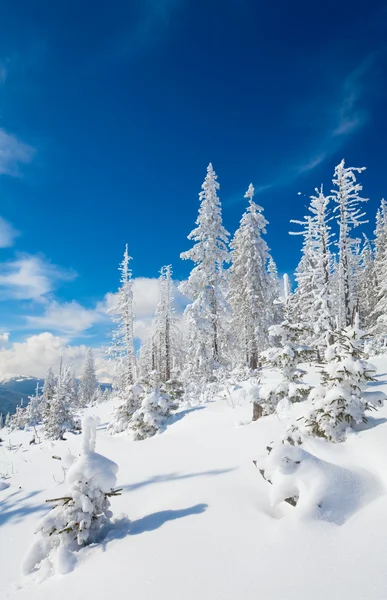 冬の樹氷と雪覆われた山腹 カルパティア山脈 ウクライナのモミの木 — ストック写真