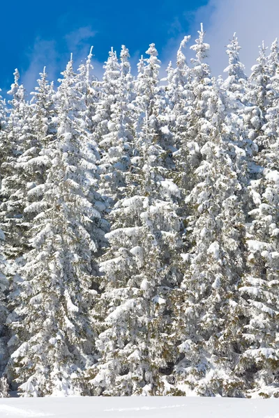 Kış Karlı Köknar Ağaçları Doğa Arka Plan — Stok fotoğraf