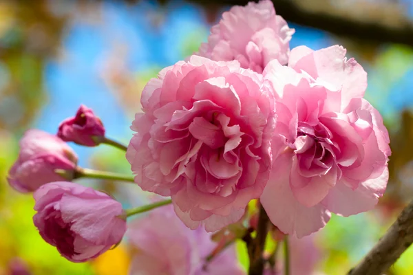 Macro Pink Japanese Cherry Twig Blossom — Stock Photo, Image