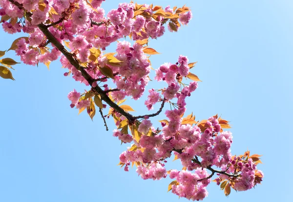 Růžová Japonská Třešňové Větvičky Třešní Pozadí Modré Oblohy — Stock fotografie