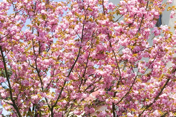 粉红色日本樱花 — 图库照片