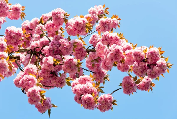 Pink Japanese Cherry Twig Blossom Blue Sky Background — Stock Photo, Image