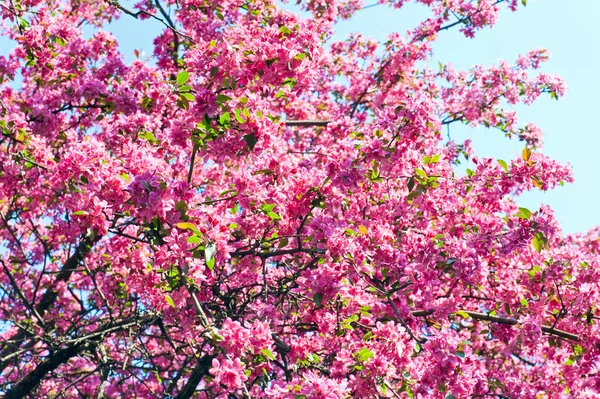 Rózsaszín japán cherry blossom — Stock Fotó