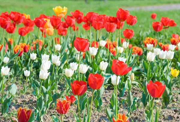 Güzel Kırmızı Beyaz Lale Çiçek Doğa Arka Plan Bahar — Stok fotoğraf