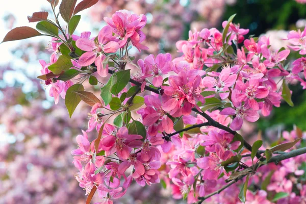 Macro Rose Fleur Rameau Cerisier Fond Nature — Photo