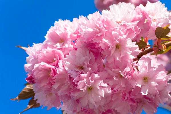 Flor de cerezo rosa — Foto de Stock