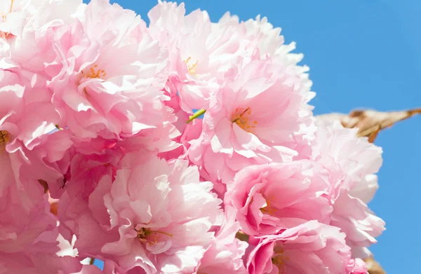 Różowy kwiat wiśni japońskiej — Zdjęcie stockowe