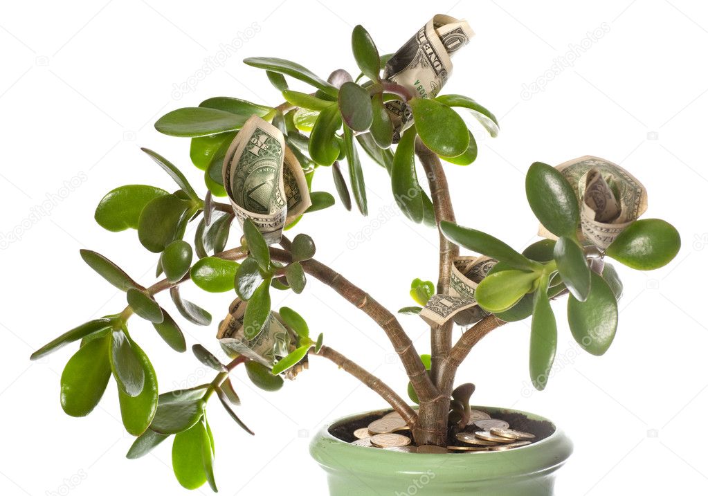 Potted home plant Crassula with dollar bills in flower form isolated on white. This plant is known to be a great wealth luck feng-shui symbol (or dollar tree)