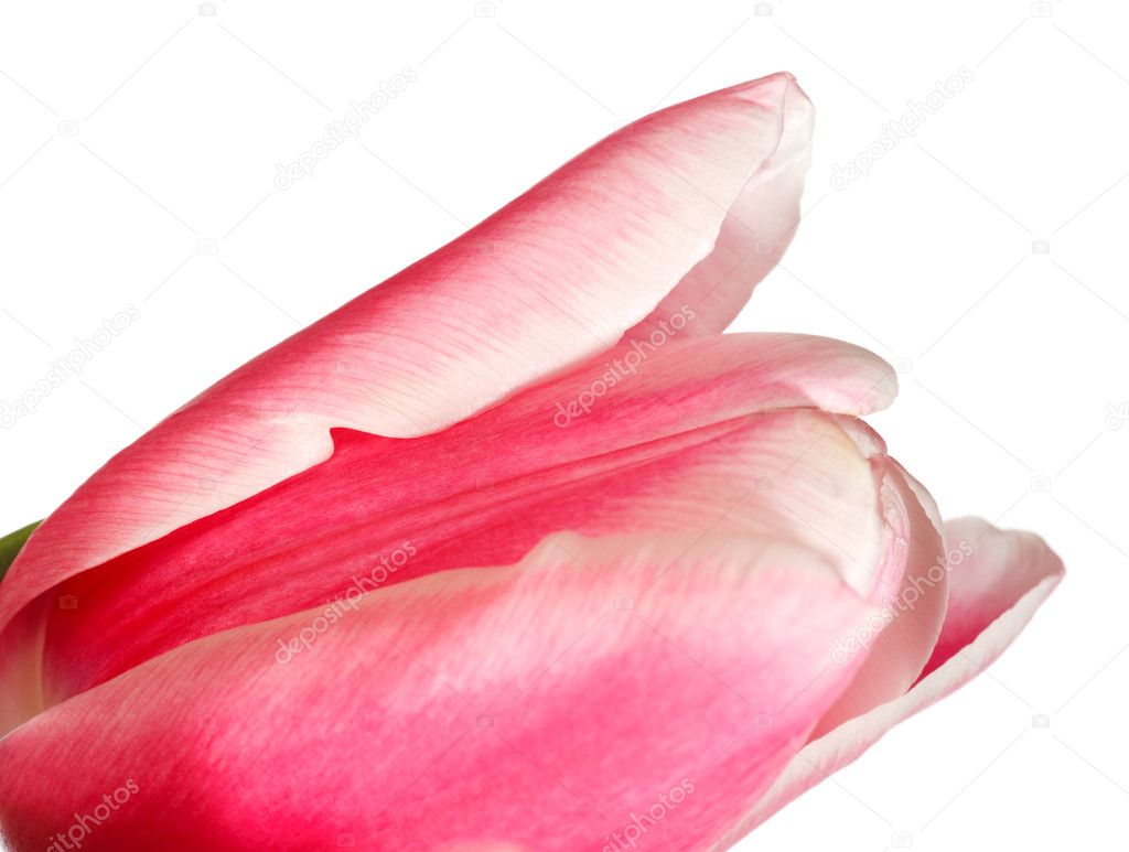 Holiday tulip flower isolated on white