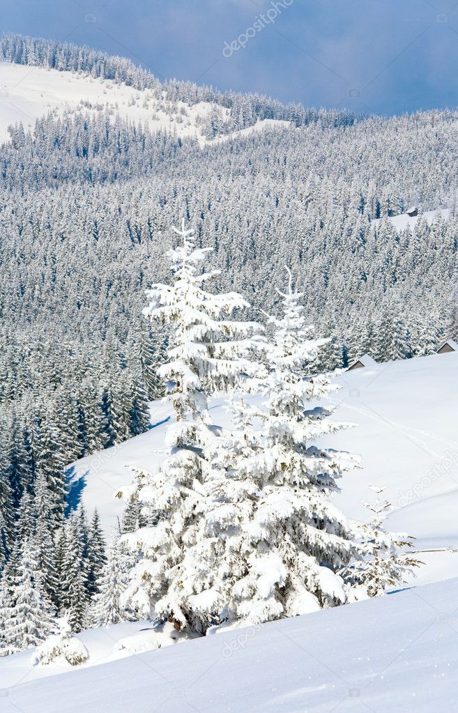 Winter calm mountain landscape with beautiful fir trees on slope (Kukol Mount, Carpathian Mountains, Ukraine)