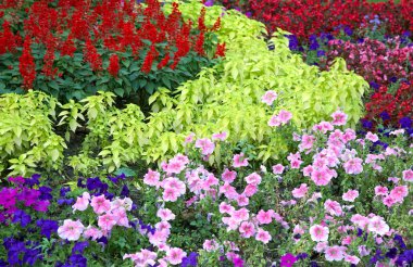 Blossoming colorful flowerbeds in summer city park clipart