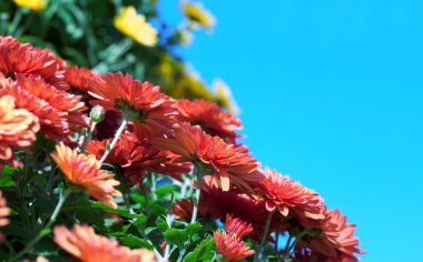 Beautiful yellow and red mums arrangement against a blue sky as a copy space clipart