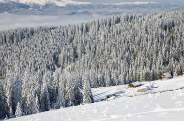 Kış sakin dağ manzarası ile bazı karla kaplı üzerinde forefront kaynaklanıyor ve grubu (Bukovel Kayak Merkezi (Ukrayna) Svydovets Ridge görünümünden arkasında tutuyor)