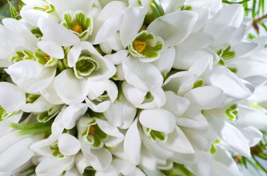 Spring holiday snowdrop flowers background (composite macro photo with considerable depth of sharpness) clipart