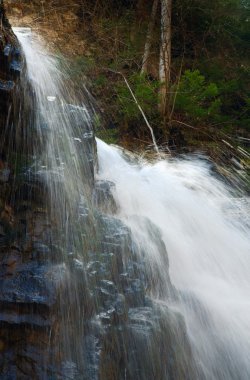 Top part of high mountain waterfall in dark wild Carpathian forest (Manjava, Ivano-Frankivsk Region, Ukraine). clipart