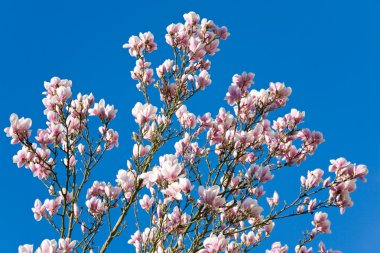 Blossoming twig of magnolia-tree on blue clear sky background clipart