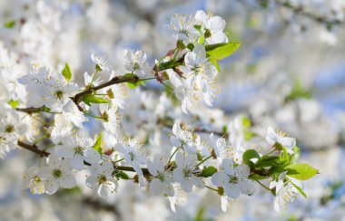 White blossoming cherry tree twig clipart