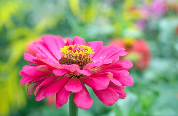Flores Zinnia Rosa Florescentes Parque Cidade Verão — Fotografia de Stock