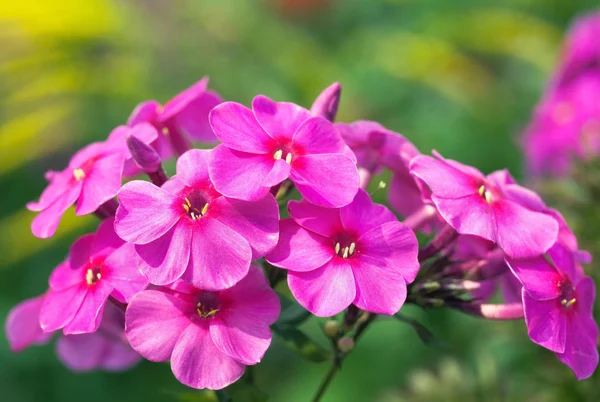 Conjunto Flores Rosa Vermelho Jardim — Fotografia de Stock