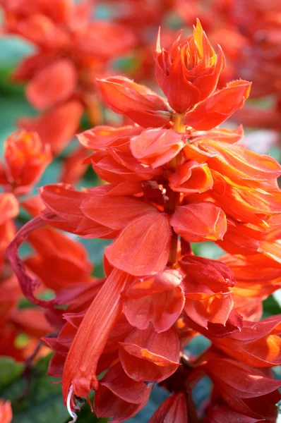 庭に赤い花クラスター — ストック写真
