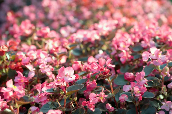 Blossoming Pink Azalea Flowers Summer City Park — Stock Photo, Image