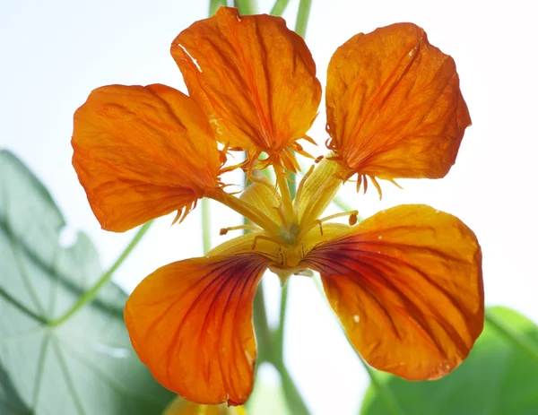 Nasturtium çiçek — Stok fotoğraf