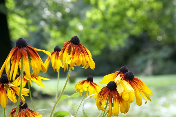 Çiçek Açması Sarı Turuncu Ekinezya Çiçekler Yaz Şehir Parkı — Stok fotoğraf