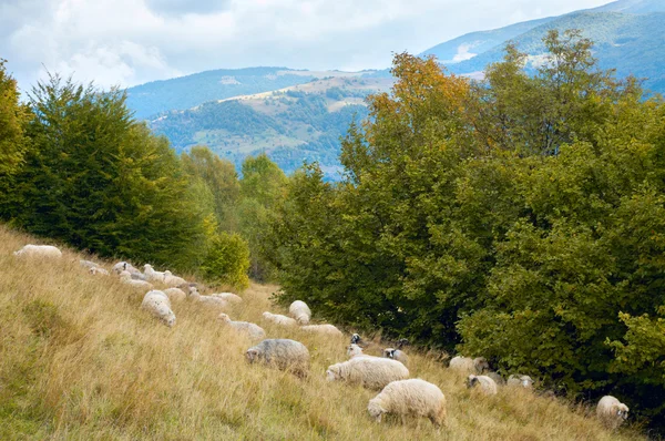 Sheep in mountain — Stock Photo, Image